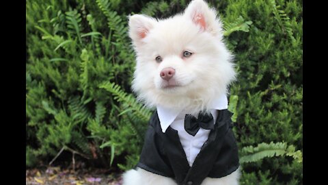 Best Funny DOGS Videos 2021