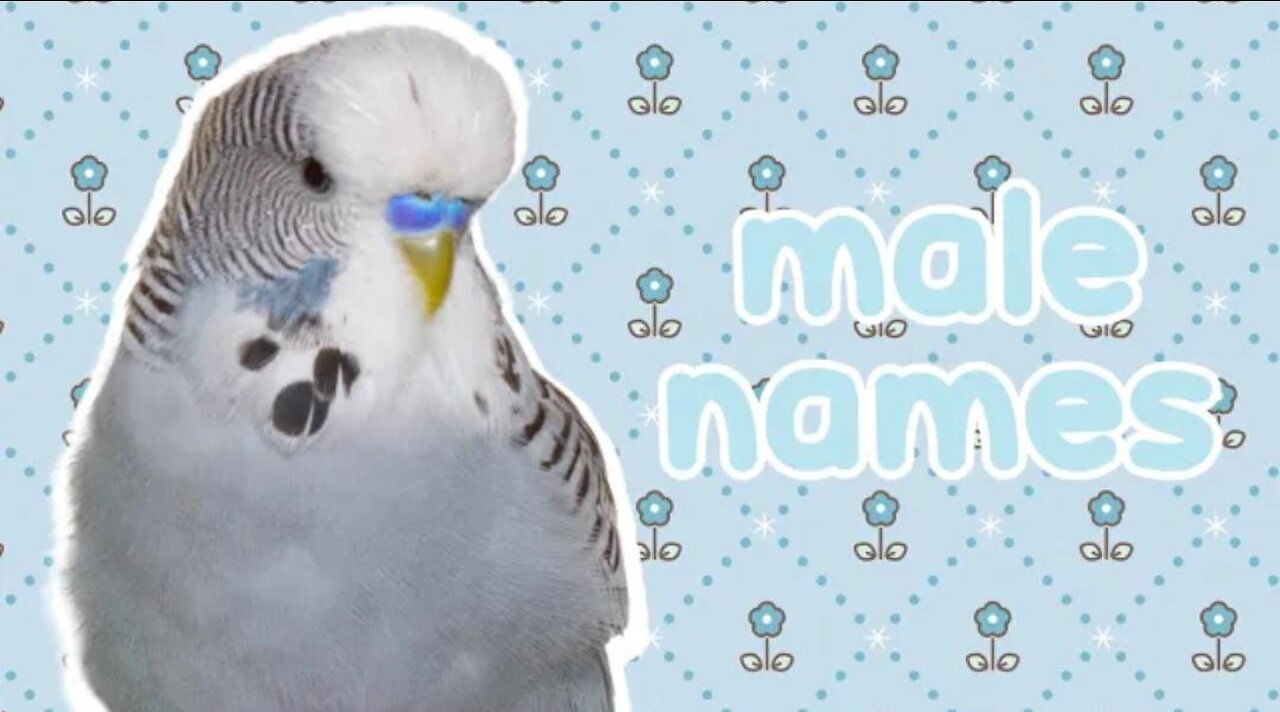 ❤️Male Names For Your Perrot 🐦