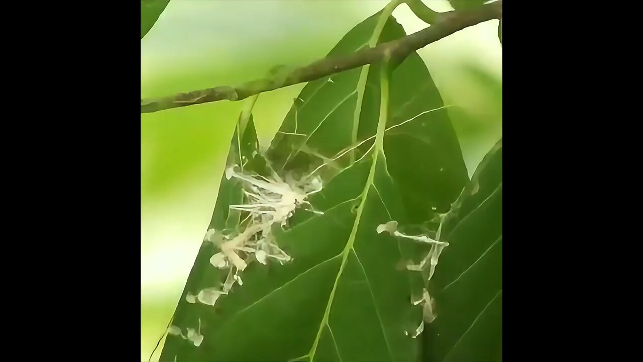 How a tailorbird creates its cradle-like nest.