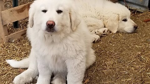 Farm Dogs hiding their leash! #funny #cute #dog #guard #animals #farm #homesteading #farmanimals