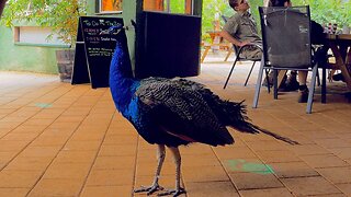 Peacock Poses and Charms Visitors at Peel Zoo Dining Area Australia