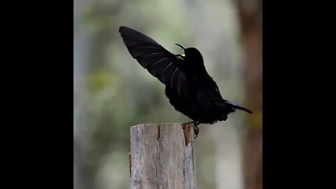 Olha a beleza desse lindo pássaro / look at the beauty of this beautiful bird