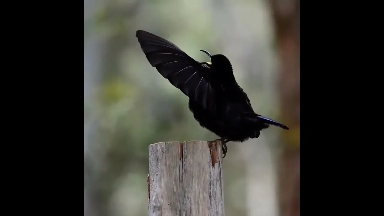 Olha a beleza desse lindo pássaro / look at the beauty of this beautiful bird