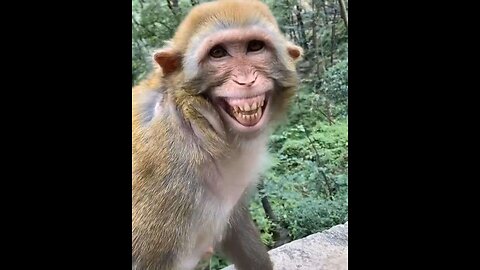 Funny Monkey is Doing Comedy 🤪🦧🐒