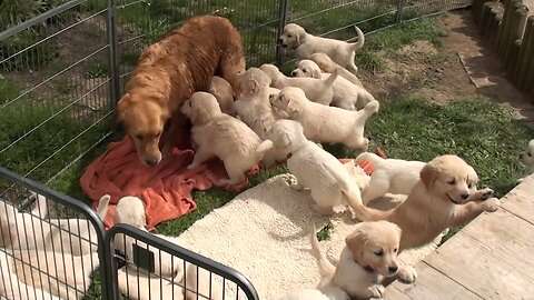 Swarm of Golden Retriever puppies