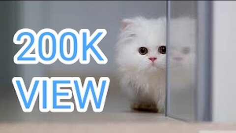 Crazy cats video|| viral video