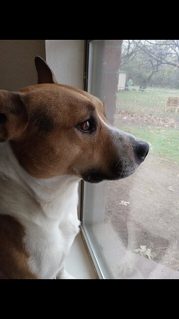 Dog: Claire Bear Takes A Swim
