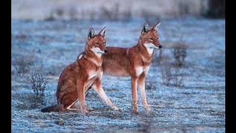 Amazing Scene of Wild Animals | Scenic Relaxation Film (Part 4)