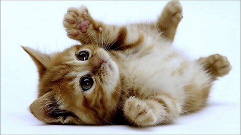 Baby Cats Compilation Of Cute And Funny Cats Videos Cute Kittens Around The World