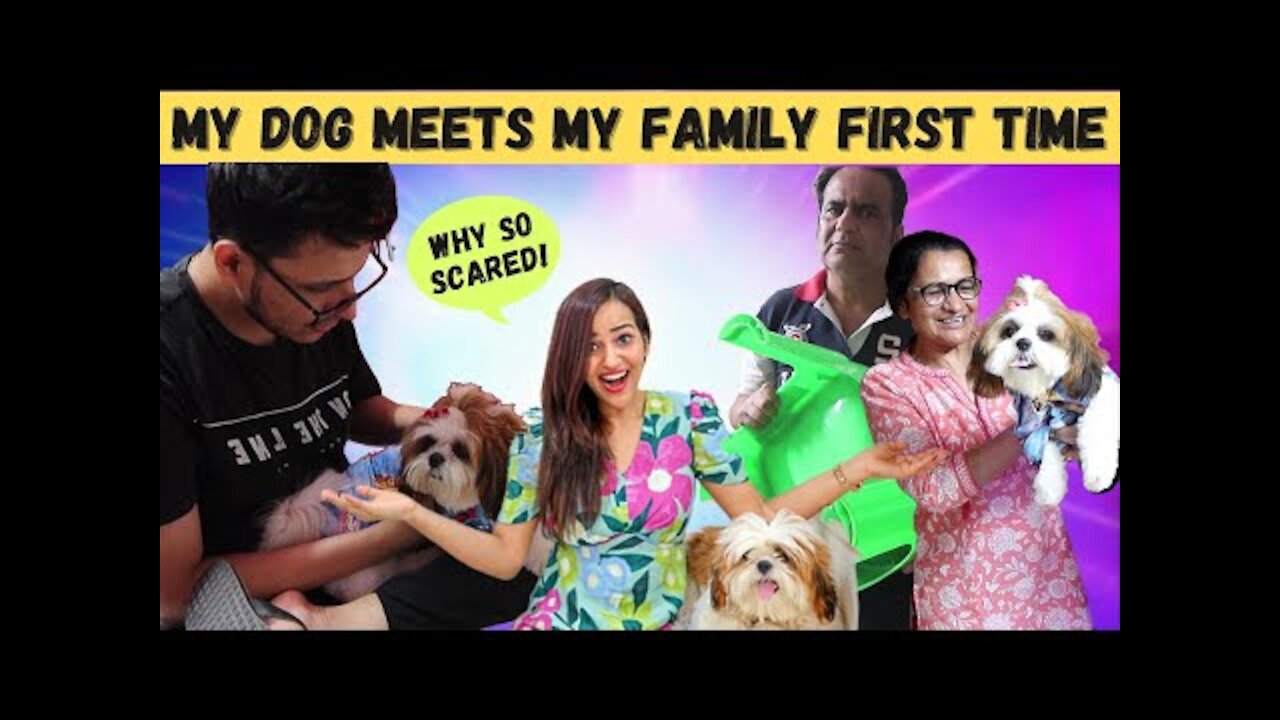 MY DOG meets my FAMILY for FIRST TIME (CRAZY REACTIONS)