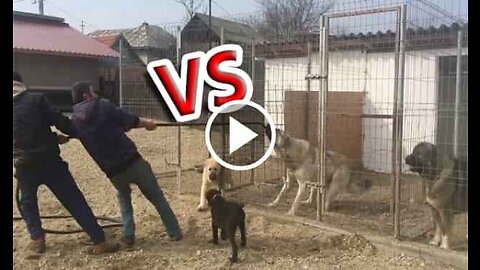 2 Kangal vs People