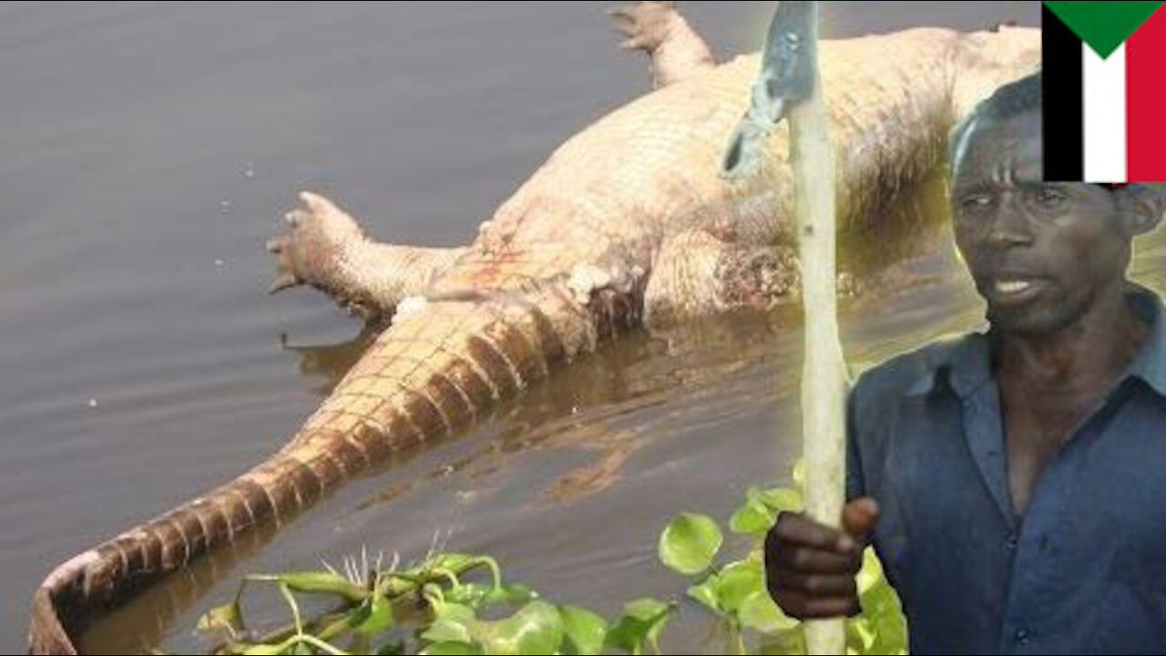 Sudan villagers kill crocodiles