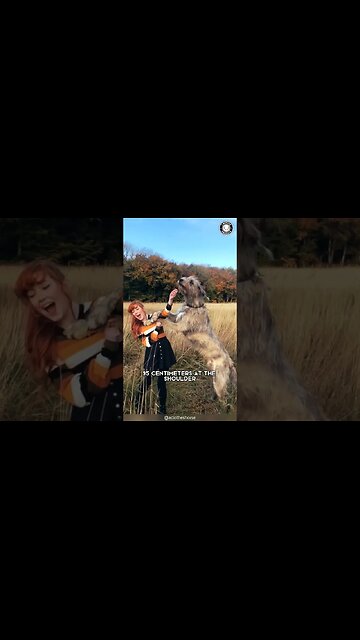 Irish Wolfhound 🐺 Wolf-Chaser to Couch Potato