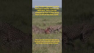 Sad Cheetah Update | #shorts #giveityourbestshort