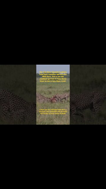 Sad Cheetah Update | #shorts #giveityourbestshort