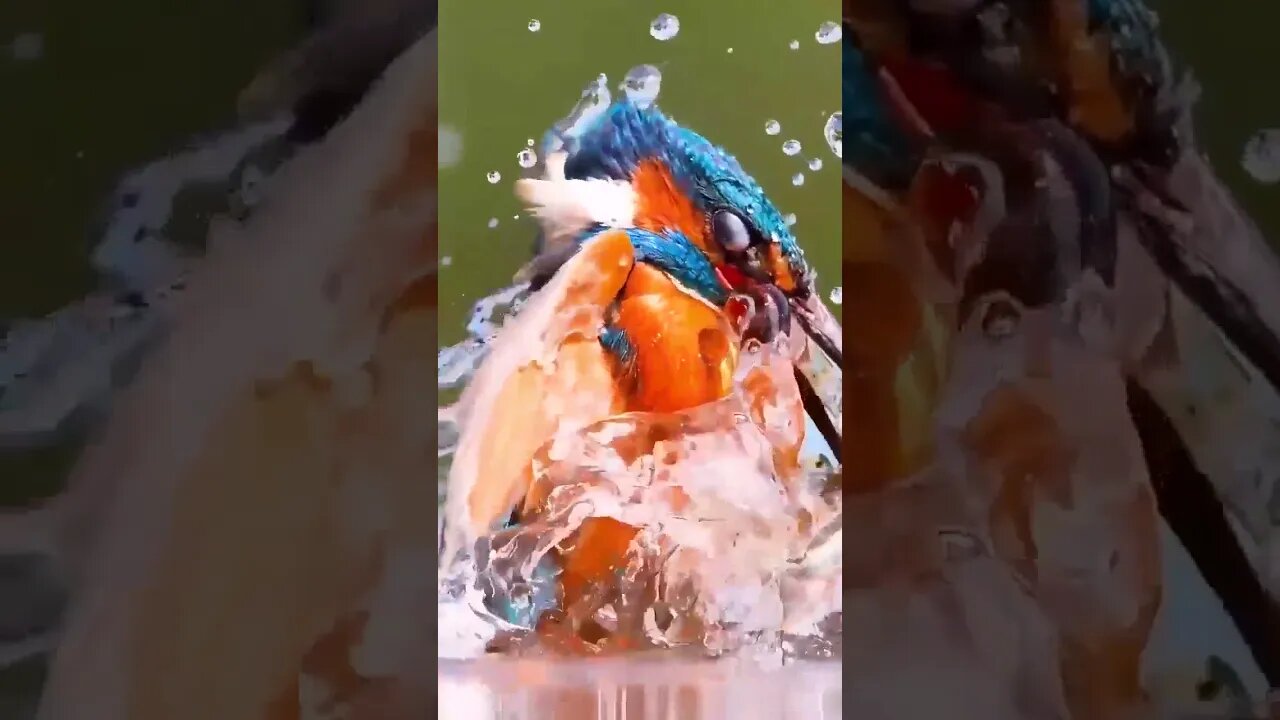 Kingfisher caught fish amazing video