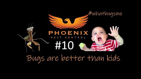 10 Bugs are better than kids because... #whatbugsme