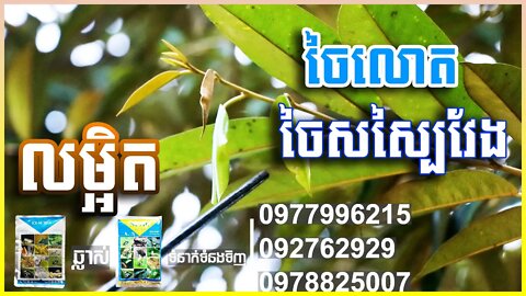 (លម្អិត) បញ្ហា!! ចៃសស្បៃវែង ឬចៃលោត លើដំណាំទុរេន - Khmer Durian Technical