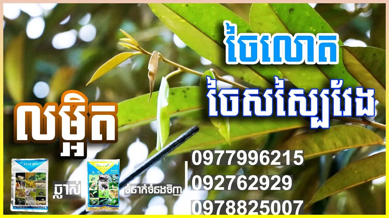 (លម្អិត) បញ្ហា!! ចៃសស្បៃវែង ឬចៃលោត លើដំណាំទុរេន - Khmer Durian Technical