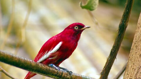 Beautiful birds video and stunning views