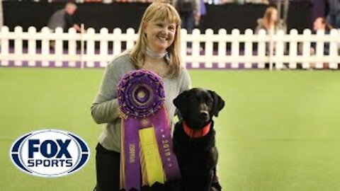 Black labrador dog wins Obedience Championship for 4th year in a row