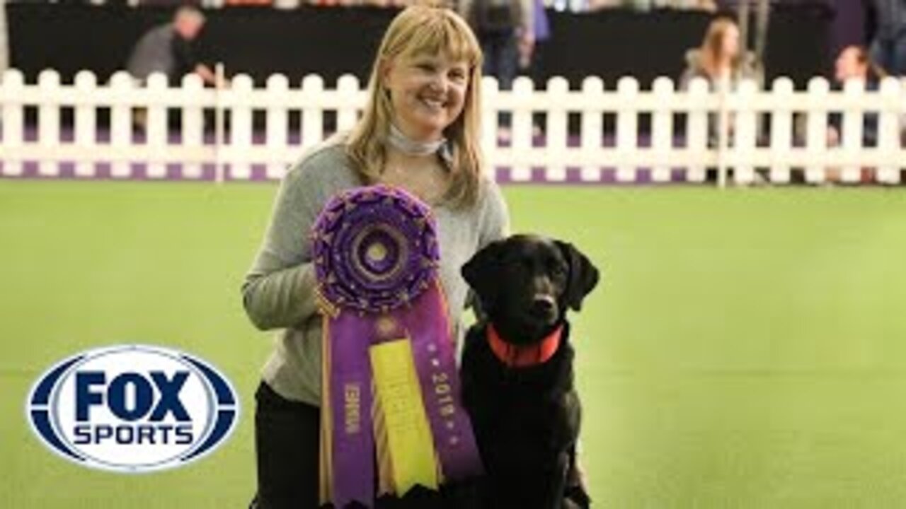 Black labrador dog wins Obedience Championship for 4th year in a row