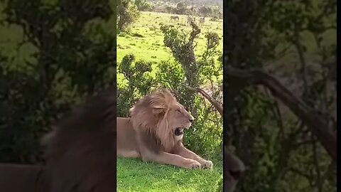 Wildlife Sightings Recently (Lions, etc) | Lalashe Maasai Mara Ripoi Camp | #shorts | #ShortsAfrica