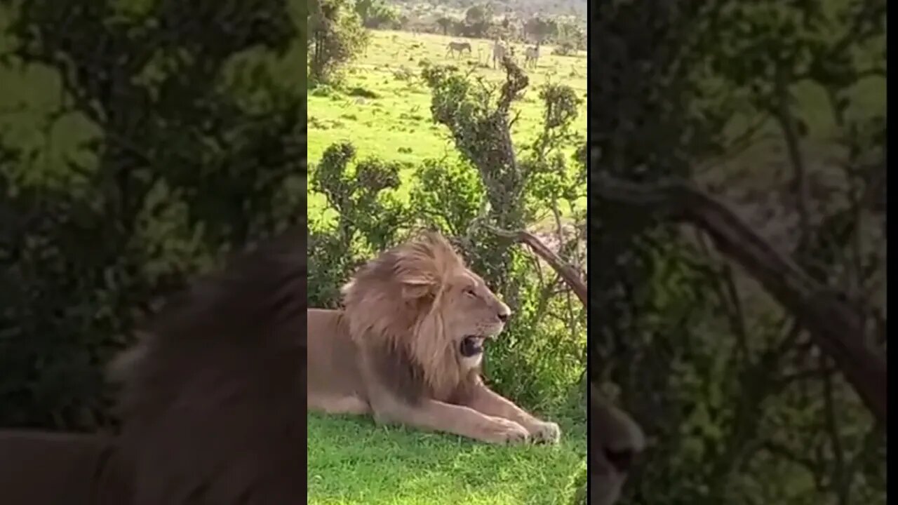 Wildlife Sightings Recently (Lions, etc) | Lalashe Maasai Mara Ripoi Camp | #shorts | #ShortsAfrica