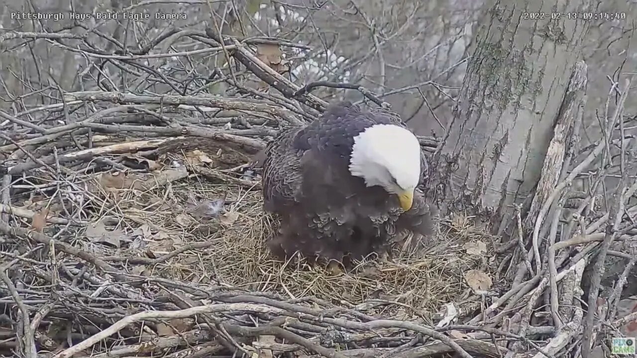 Hays Eagles Dad wing bats at a nest intruder 2022 02 13 9:14am