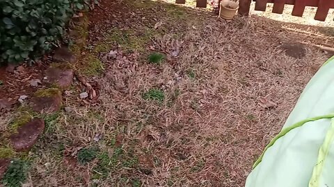 K Litter- 1 Day Shy Of 6 Wks Old(2)