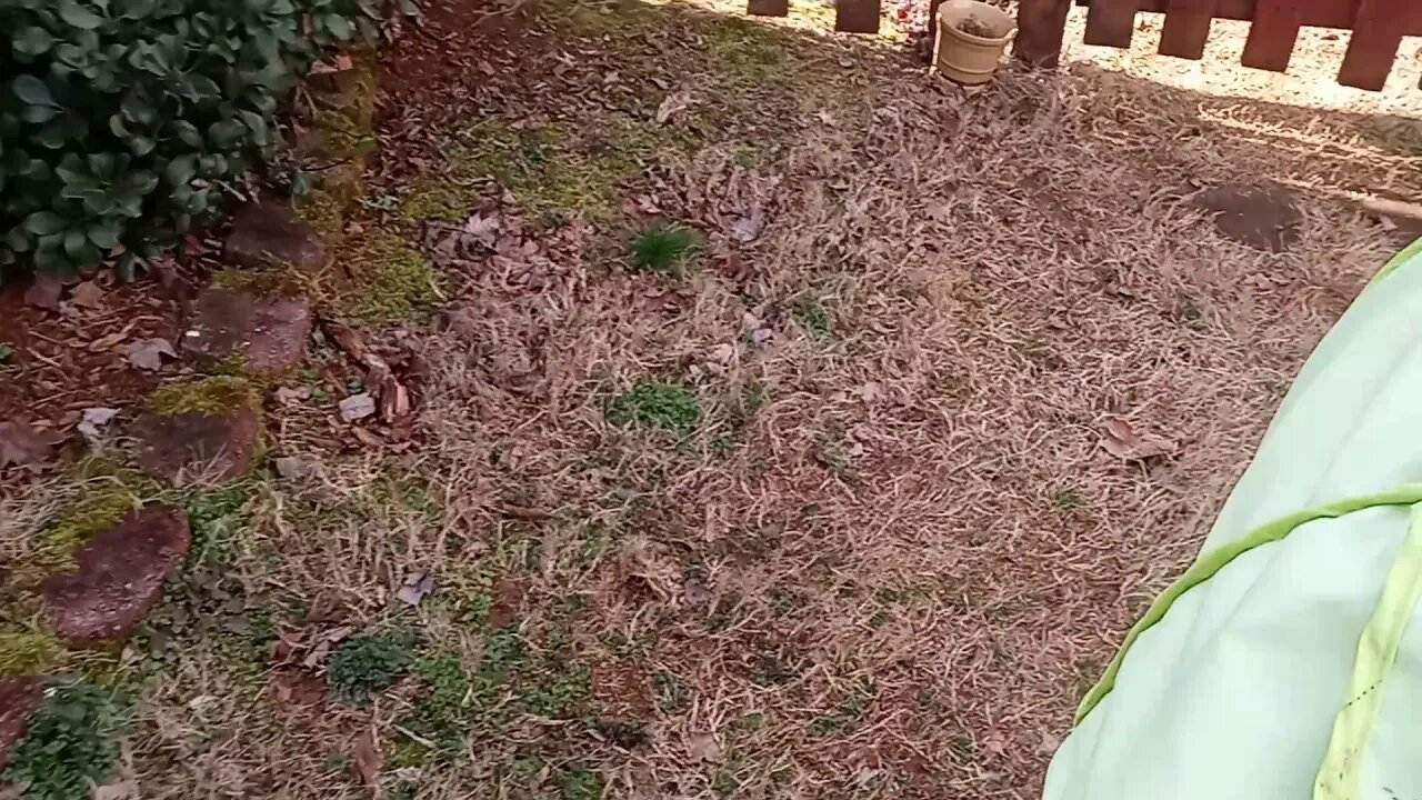 K Litter- 1 Day Shy Of 6 Wks Old(2)