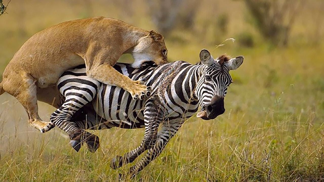 Pride of lions hunting and eliminating zebras (1440p/UHD)