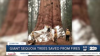 Can sequoia trees survive wildfires?