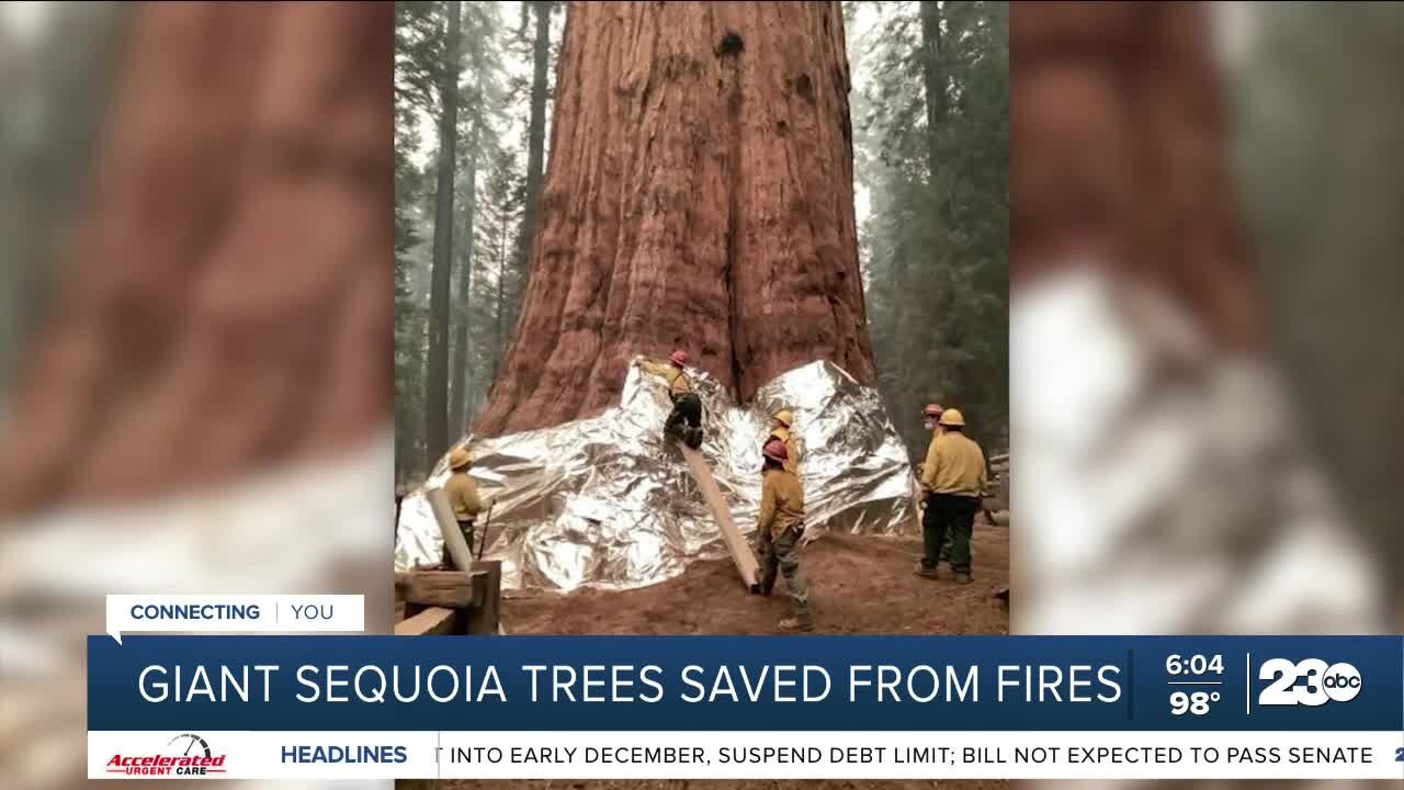 Can sequoia trees survive wildfires?