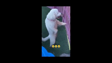 Funny animal video