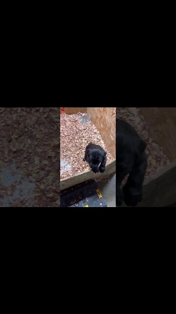 6 week old CaneCorso puppies