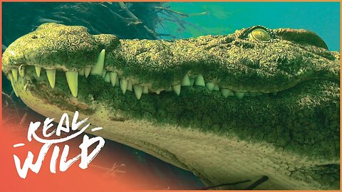 This Is Why The Crocodile Is The Most Feared Reptile On Earth | Diving With Crocodiles | Real Wild