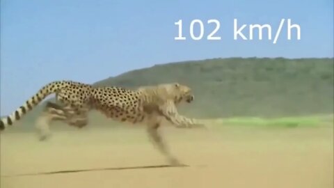 The fastest Cheetah ever recorded was named Sarah