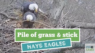 Hays Eagles Mom brings in a huge pile of grass for the nest 2022 01 13 9:56AM