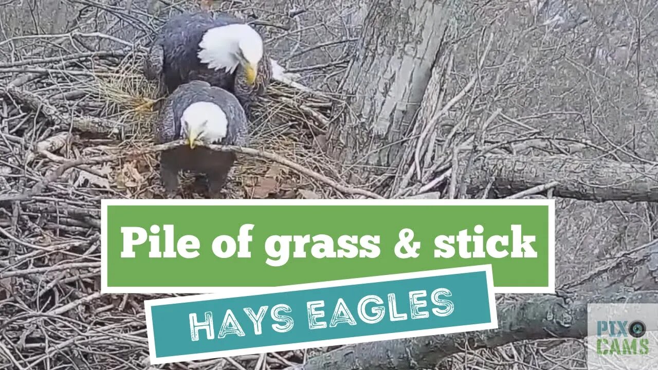 Hays Eagles Mom brings in a huge pile of grass for the nest 2022 01 13 9:56AM