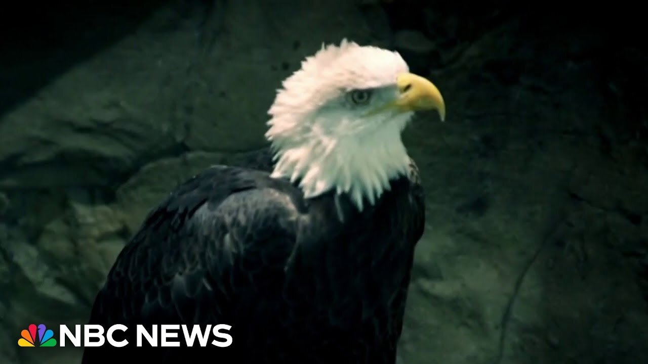 Inside the ‘incredible journey’ to make the bald eagle the official U.S. national bird