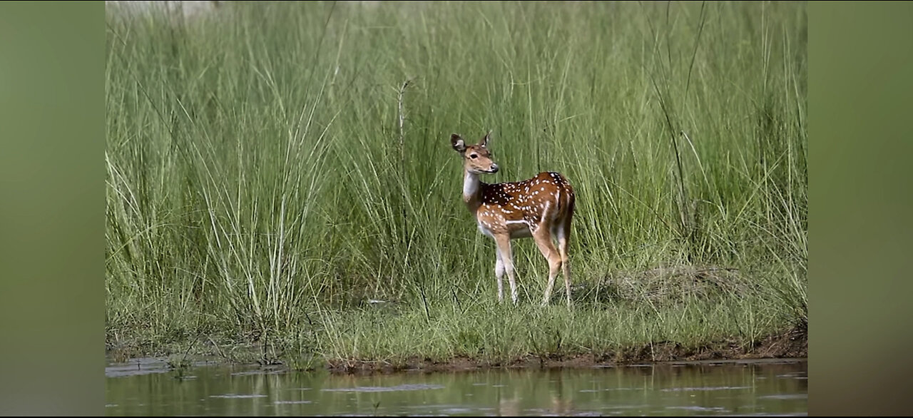 Most Funny and Cute Baby Deer Video