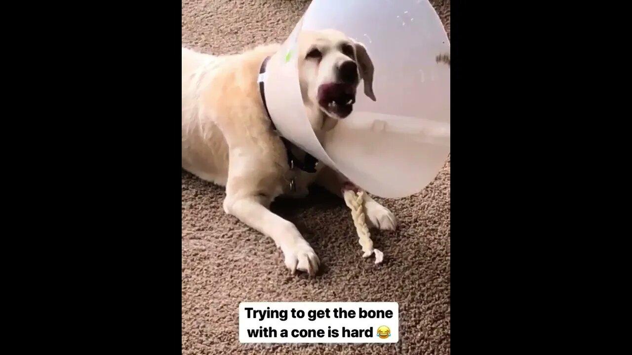 Must Get Bone! But How?