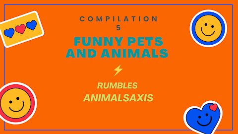 Funny Pets And Animals Compilation 5