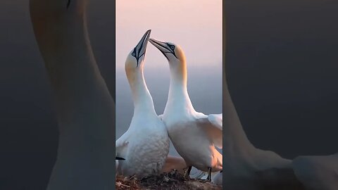 Northern gannet