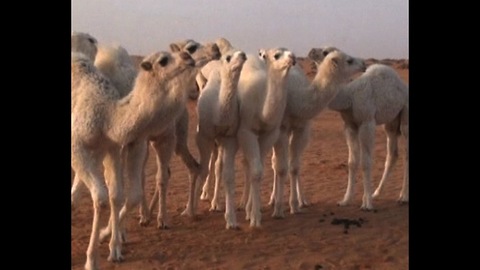 $40 million Camel Herd