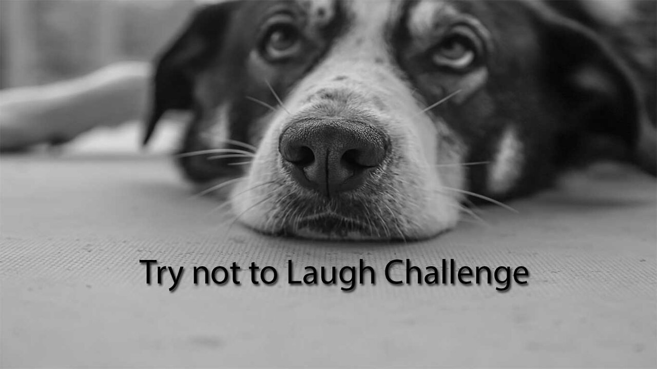 Funny dogs videos | Try not to laugh Challenge while watching these funny Dogs