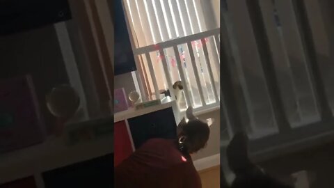 Oh Shit Another 🐱🐈😂😂