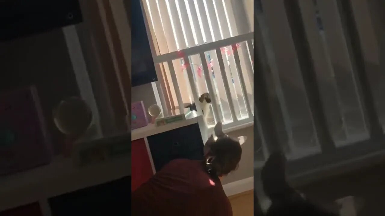 Oh Shit Another 🐱🐈😂😂