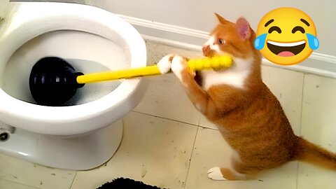 cats are funny videos №11